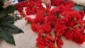 WhatsApp Image 2023-04-06 at 18.44.086 floral